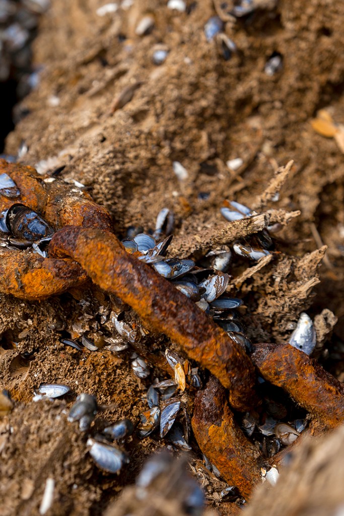 How Driftwood Can Help Save the Salmon