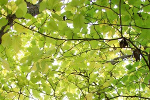 Photo by David R. Tribble