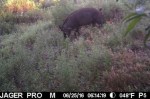A trail cam photo of one of the loose hogs. You might call the file format JPIG. Photo courtesy of WSFW