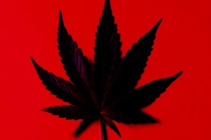 Four Years After Legal Weed, Seattle’s Black Market Still Thrives