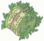 Illustration by James the Stanton