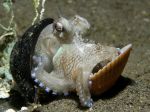 At Town Hall this week, learn about just how smart octopi&mdash;like this clever one using a nut and clam shell for protection&mdash;really are.