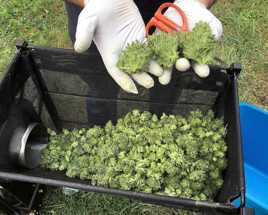 A marijuana harvester examines a bud that is going through a trimming machine in a rural area near Corvallis, Ore., Sept. 30, 2016. Marijuana growers and entrepreneurs have a lot riding on ballot measures in 50 Oregon counties and municipalities in the Nov. 8 election, with some places having allowed marijuana businesses and other having banned it. (AP Photo/Andrew Selsky)