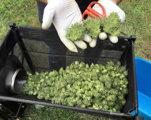 A marijuana harvester examines a bud that is going through a trimming machine in a rural area near Corvallis, Ore., Sept. 30, 2016. Marijuana growers and entrepreneurs have a lot riding on ballot measures in 50 Oregon counties and municipalities in the Nov. 8 election, with some places having allowed marijuana businesses and other having banned it. (AP Photo/Andrew Selsky)