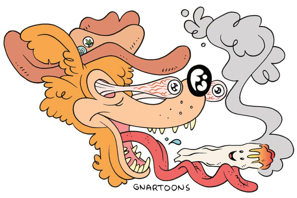 Treating Your Pets With Cannabis