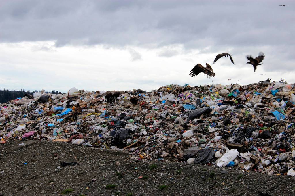 Bald eagles dig in the trash at Cedar Hills Regional Landfill. Photo by Sara Bernard