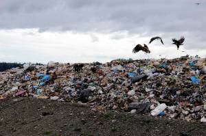 Bald eagles dig in the trash at Cedar Hills Regional Landfill. Photo by Sara Bernard