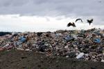 Bald eagles dig in the trash at Cedar Hills Regional Landfill. Photo by Sara Bernard