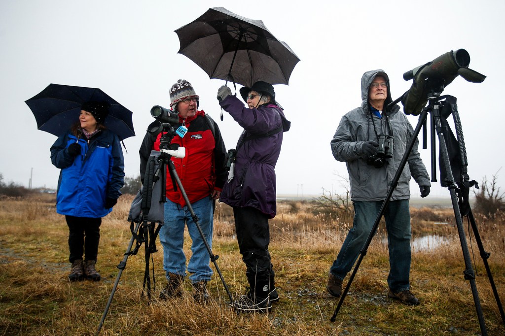 Braving Saturday&rsquo;s rain, Mark and Peggy Shinkle (left), of Everett, chat with Pam Pritzl (center), of Camano Island, while Graham Hutchison (right), of Camano Island, looks out over the land on Port Susan Bay near Stanwood during a guided tour by The Nature Conservancy as part of the 10th Annual Arlington-Stillaguamish Eagle Festival. Ian Terry / The Herald