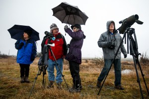 Braving Saturday&rsquo;s rain, Mark and Peggy Shinkle (left), of Everett, chat with Pam Pritzl (center), of Camano Island, while Graham Hutchison (right), of Camano Island, looks out over the land on Port Susan Bay near Stanwood during a guided tour by The Nature Conservancy as part of the 10th Annual Arlington-Stillaguamish Eagle Festival. Ian Terry / The Herald