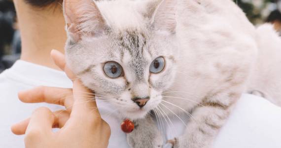 Caturday in the Park