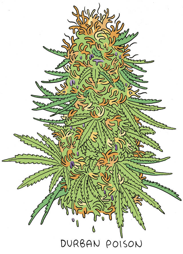 Illustration by James the Stanton