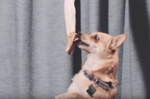 The Recipe for Seattle’s Best Music Video of the Year? Dogs, Peanut Butter, Mannequin Hands