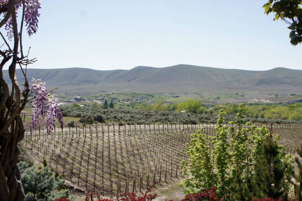 A Yakima vineyard in the Cascade rain shadow. Photo by Tracy Hunter/Flickr