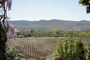 A Yakima vineyard in the Cascade rain shadow. Photo by Tracy Hunter/Flickr