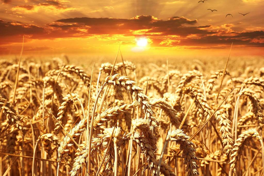 Lammas Is a Time of Sacrifice and Celebration