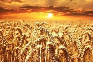 Lammas Is a Time of Sacrifice and Celebration