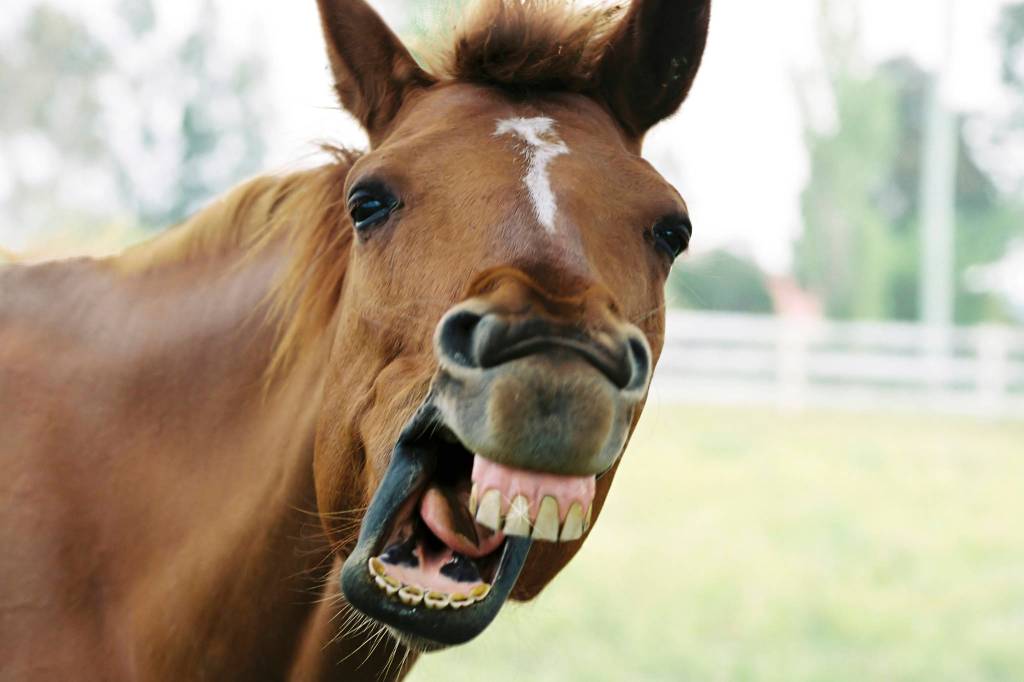 14 Long-Shot Candidates Explain Why They’re Running for Mayor