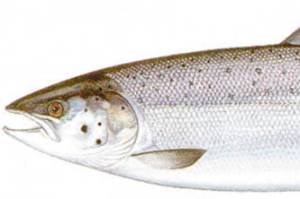 Effort to Ban ‘Net-Pen’ Fish Farms Ramps Up In Wake of Spill