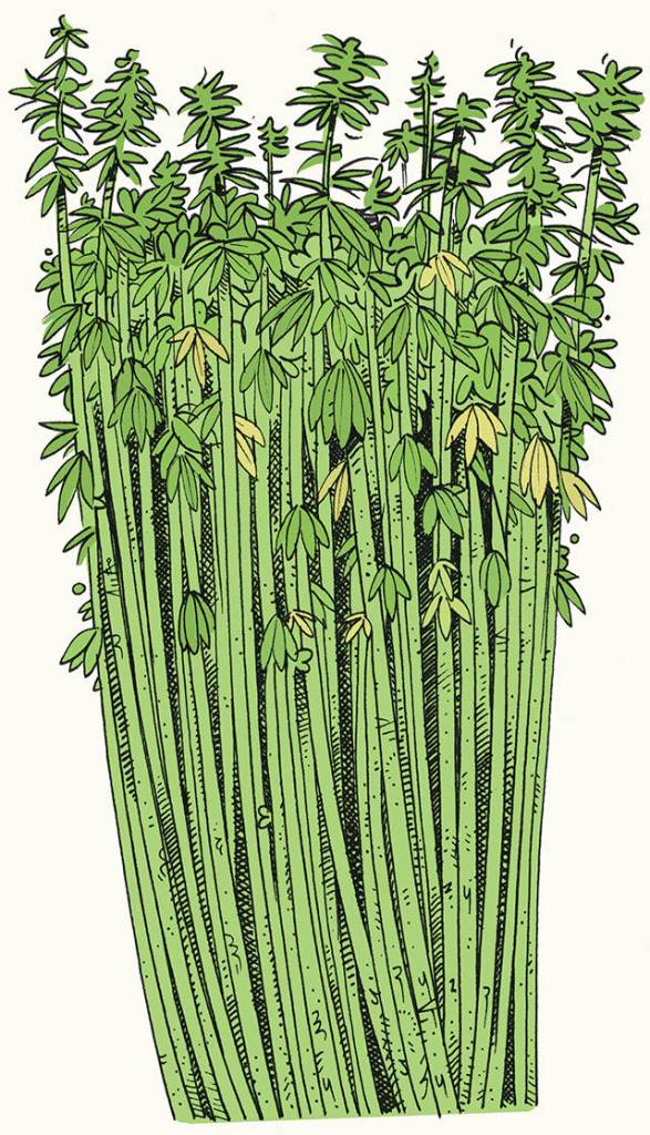 Illustration by James the Stanton