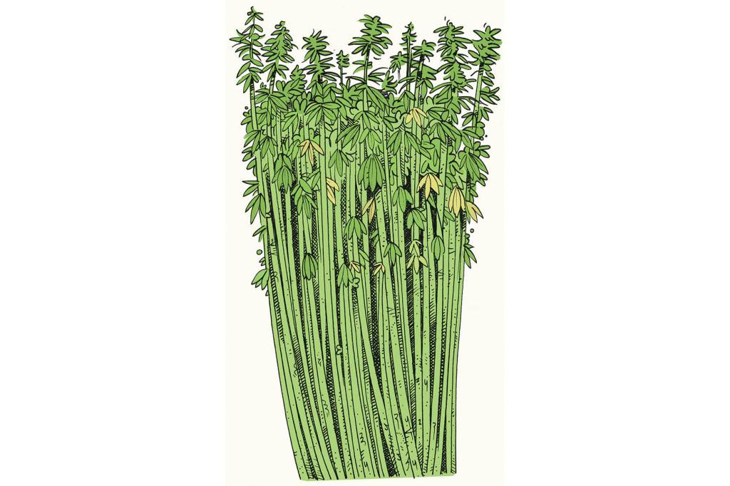 The Many Benefits of Hemp