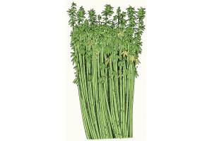 The Many Benefits of Hemp