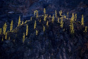 Yellowing larch trees glisten as sunlight reflects off their skinny branches near Washington Pass in the North Cascades National Park. Ian Terry / The Herald                                Yellowing larch trees glisten as sunlight reflects off their skinny branches near Washington Pass in the North Cascades National Park. Ian Terry / The Herald