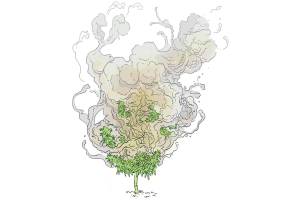 California Weed Farms Go Up In Smoke