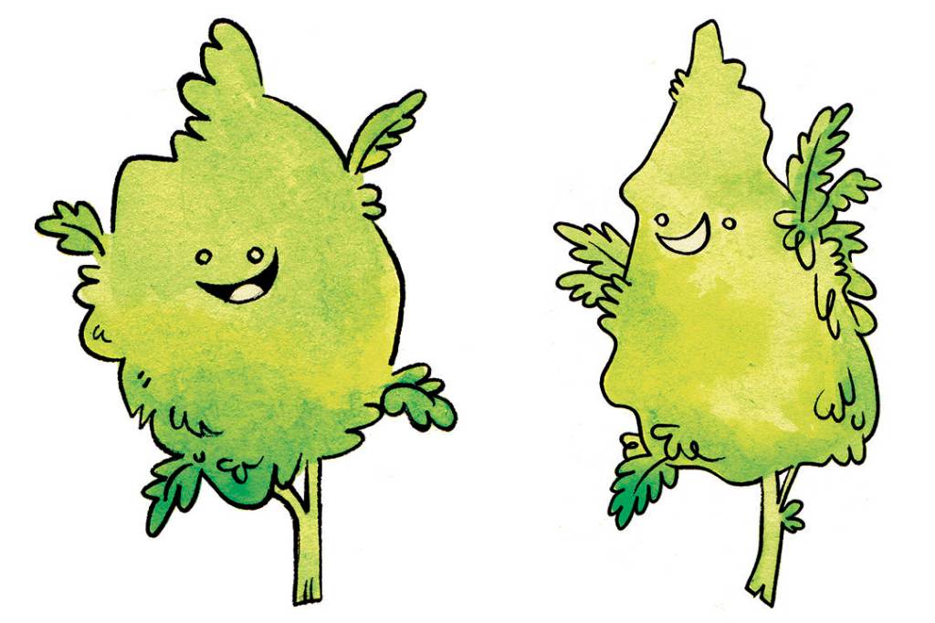 Illustration by James the Stanton