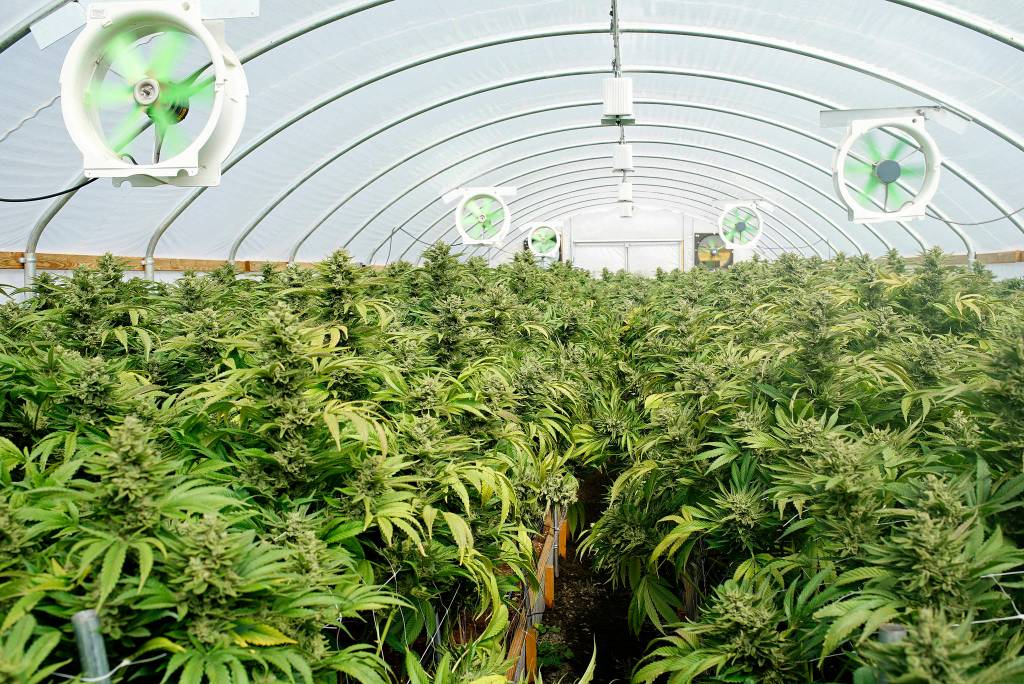 Greenhouses like this use less energy than indoor-only operations, but still contribute to the industrys 100-megawatt load.