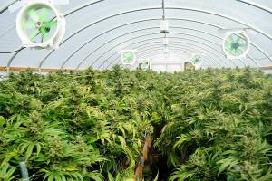 Greenhouses like this use less energy than indoor-only operations, but still contribute to the industrys 100-megawatt load.