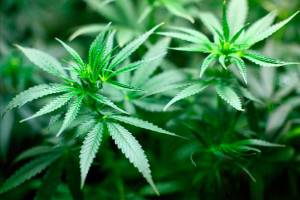 Police Seize $80M Worth of Pot, Execute 50 Search Warrants, Several in King County