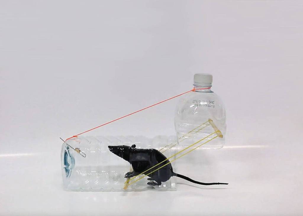 Francisco Guerreros Tasty Pantry shows how to catch a rat for dinner.