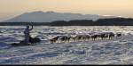 Matthew Failor drives his dog team down the Susitna River during the Restart of the Iditarod Trail Sled Dog Race on Sunday, March 4, 2018. Photo by Bill Roth/ADN