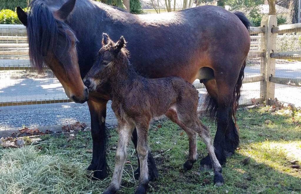Bracken watches over baby pony Zara, who was born at the Mercer Island Funny Farm on March 15. Photo via Facebook