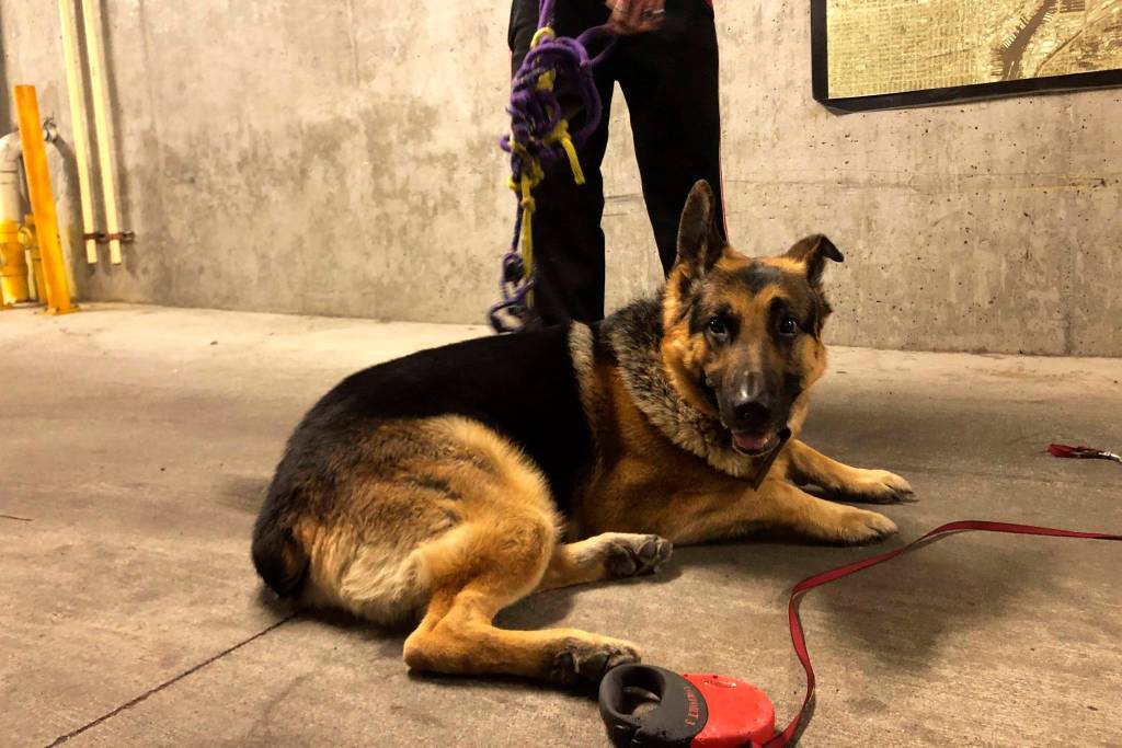 Kurt Niklass service dog, Leo, rests at Niklass feet in the Cate Apartments garage. Photo by Melissa Hellmann