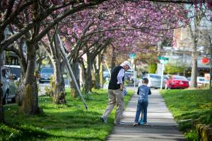 Throwing Shade: How a Lack of Trees Hurts Seattle Minorities