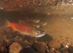 Kokanee salmon in Ebright Creek. U.S. Department of the Interior