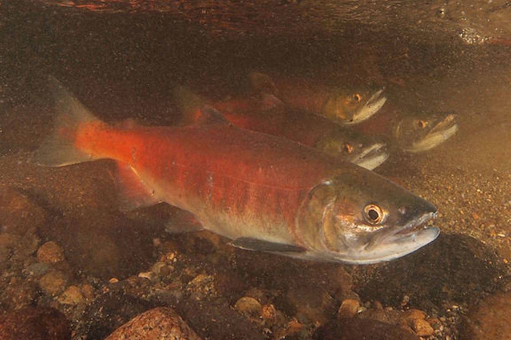 Low Numbers of Lake Sammamish Kokanee Raise Fears of Extinction