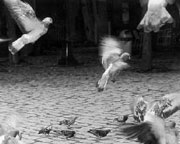 Birds! Earthquakes make them crazy!