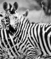 What are you looking at?