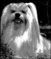 A cousin of of the vicious Lhasa apso in question.