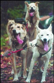 And they get better mileage than your SUV!