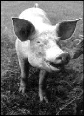 Murray found plenty of pork for Boeing.