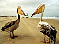 Pelicans take a break in Migration.