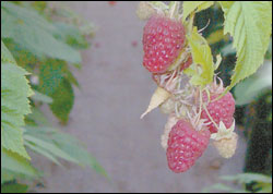 Very Berry