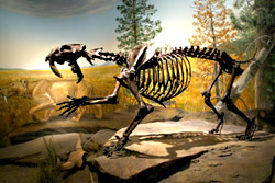 A display at the Burke Museum.