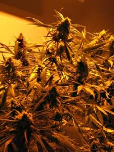 Inside the "bloom room" of a medical marijuana grow operation in metro Seattle.