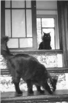 The Pet Lady