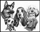 Dogs!